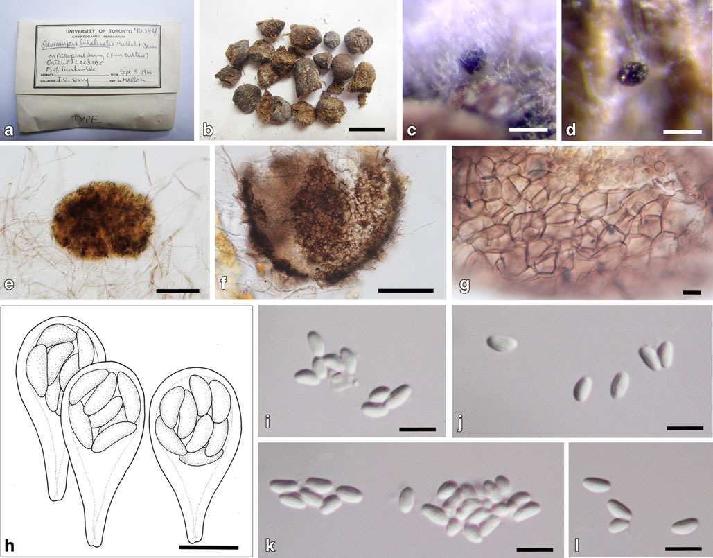Представитель Семейства Eremomycetaceae